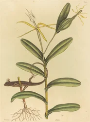 The Lyon Lizard