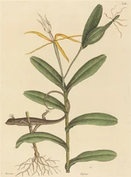 The Lyon Lizard