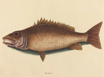 The Mangrove Snapper Labrus griseus, published 1754