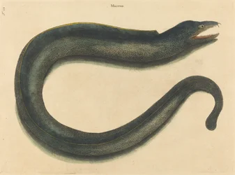 The Moray (Muraena helena)