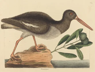 The Oyster-catcher (Haematopus ostralegus)