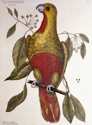 The Parrot of Paradise