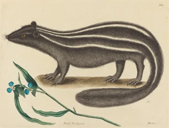 The Pole Cat Viverra putorius, published 1731-1743