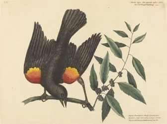 The Red Winged Starling