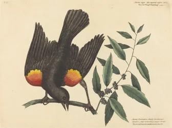 The Red Winged Starling Oriolus phoeniceus, published 1754