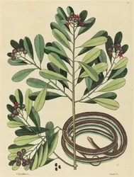 The Ribbon Snake