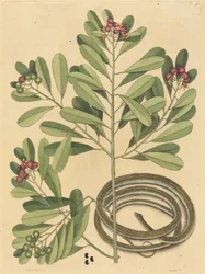The Ribbon Snake Coluber Saurita, published 1731-1743