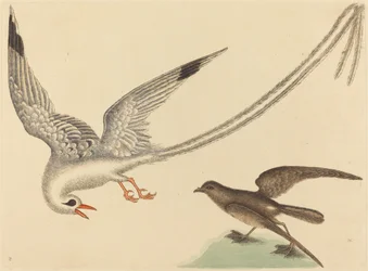 The Rice-bird