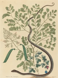The Spotted Ribbon Snake Coluber nebulosus, published 1731-1743