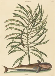 The Sucking Fish Echeneis naucratis, published 1731-1743