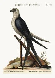 The Swallow-tail Hawk, 1749-73