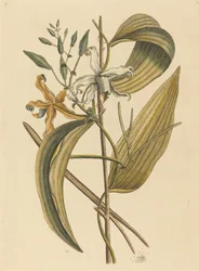 The Vanelloe Epidendrum Vanilla