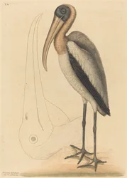 The Wood Pelican Tantalus Loculator, published 1731-1743