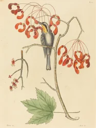 The Yellow Throated Creeper