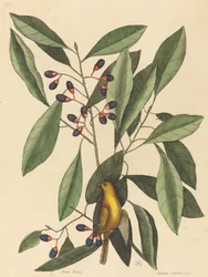 The Yellow Titmouse (Motacilla trochilus)