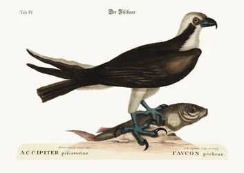 The Fishing Hawk