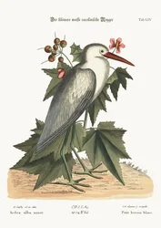 The Little White Heron, 1749-73