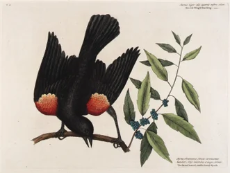 The Red-Winged Starling. The Broad-Leaved Candle-Berry Myrtle.