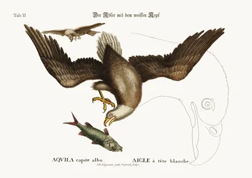 The White-Headed Eagle, 1749-73