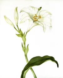 Lily