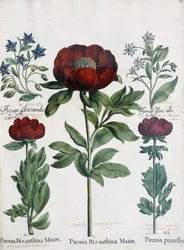 Three Types of Peonies