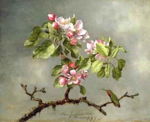 Apple Blossoms and a Hummingbird