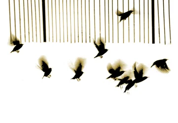 Starlings, 2003