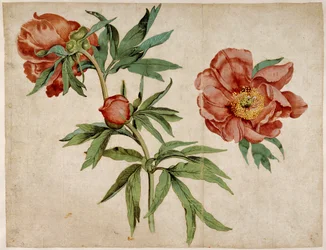 Study of Peonies