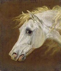 Head of a Grey Arabian Horse