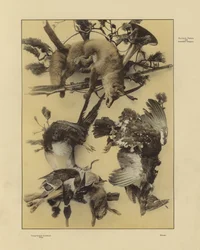One of Martin Gerlach’s Festons and Decorative Groups