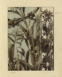 One of Martin Gerlach’s Festons und Decorative Gruppen