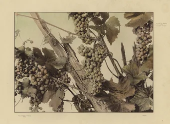 One of Martin Gerlach’s Festons und Decorative Gruppen