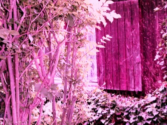 At the Garden House