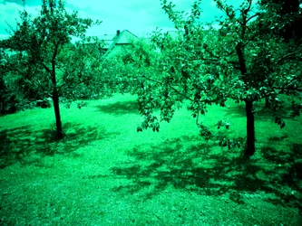 Apple Trees
