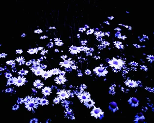 Flowers at the Edge of the Field