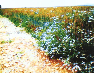 Field Path