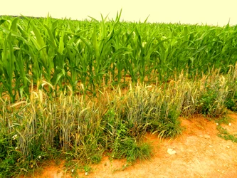 Fertile Earth