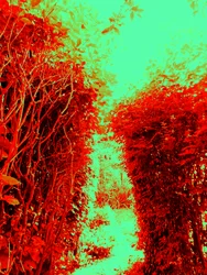 Garden (Homage to Hieronymus Bosch)