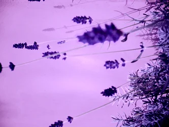 Lavender