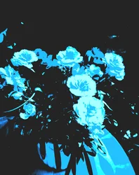Carnations