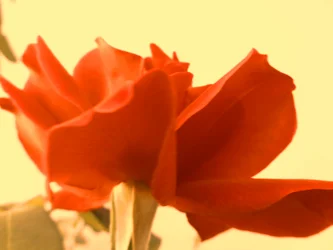 Digital Rose