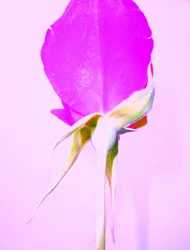 Purple Rose