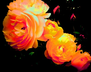 Rose Rainbow