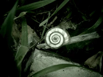 Snail Shell