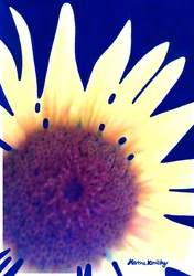 Sunflower Dark Blue