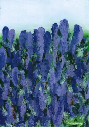 Lavender