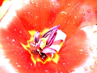 Tulip