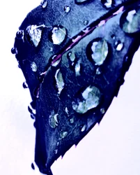 Water Drops Blue