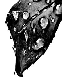 Water Drops Gray