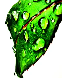 Water Drops Green